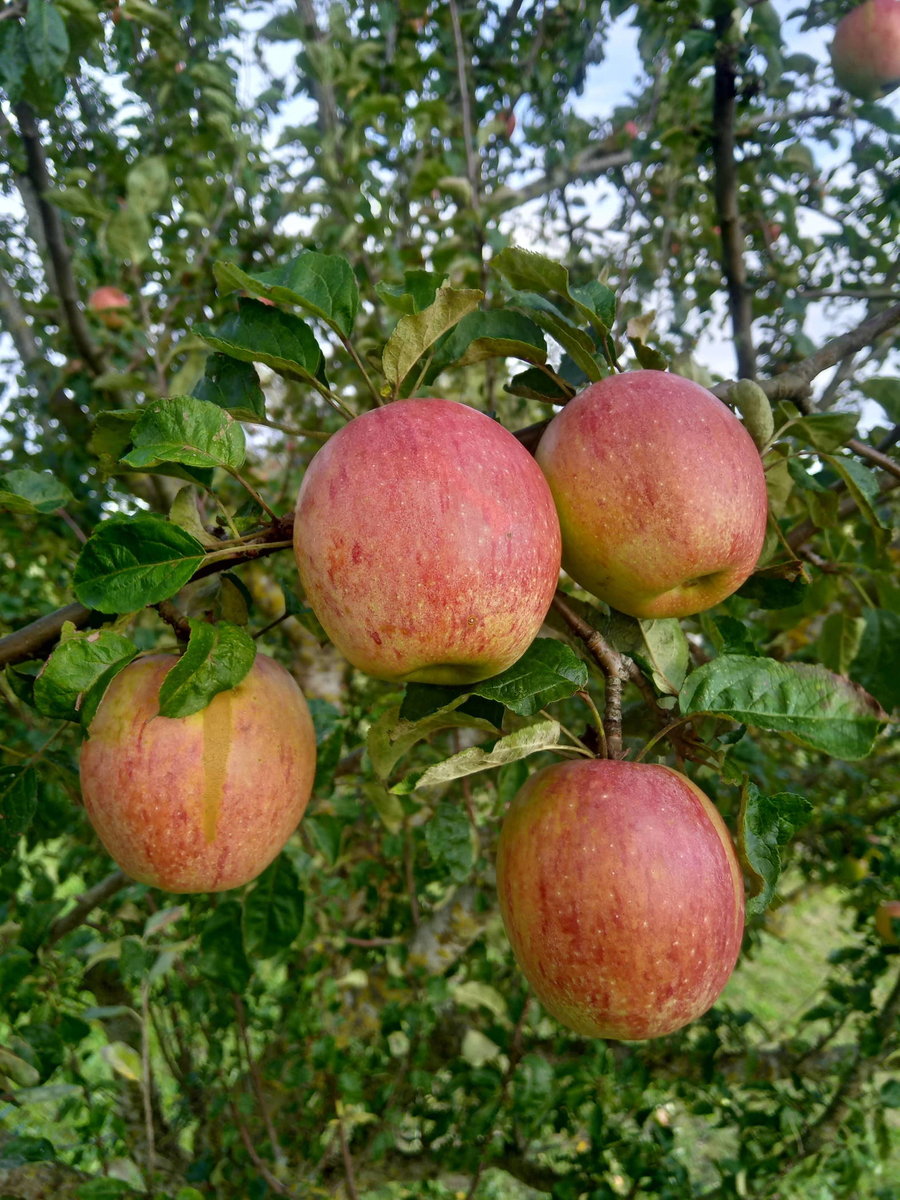 Frisches Streuobst von Gartenservice Andreas Brummer