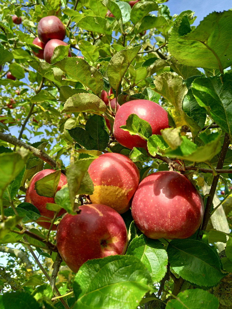 Streuobstanbau von Gartenservice Andreas Brummer