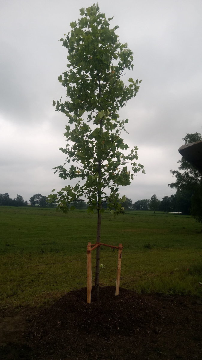 Baumpflanzung von Gartenservice Andreas Brummer